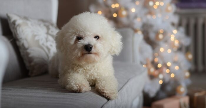 Estas son los tres perros para abuelos que mejor compañía les hacen - -- Las2orillas - Estas son los tres perros para abuelos que mejor compañía les hacen
