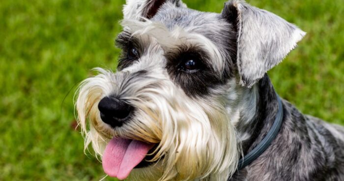 Estas son los tres perros para abuelos que mejor compañía les hacen - -- Las2orillas - Estas son los tres perros para abuelos que mejor compañía les hacen