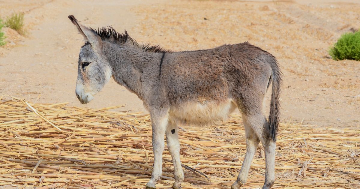 ¡Es tiempo de elecciones!