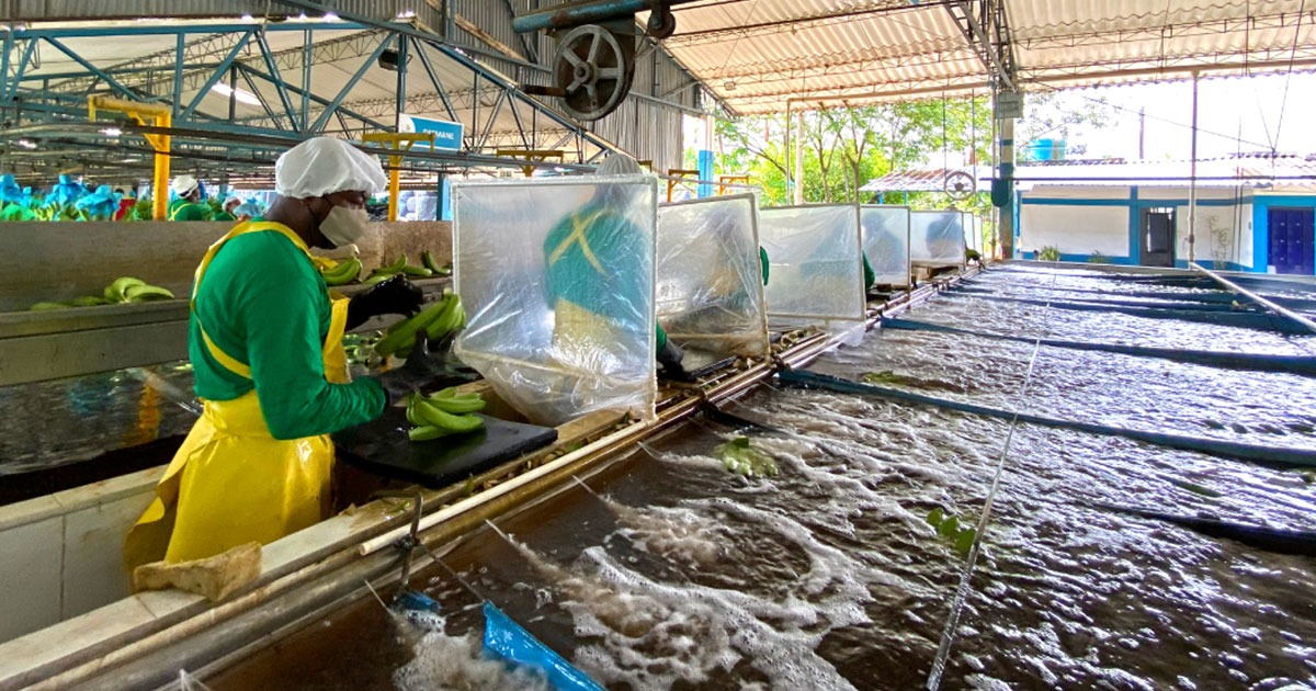Banacol, la gigante bananera, ahora metida en la producción de aguacate ...