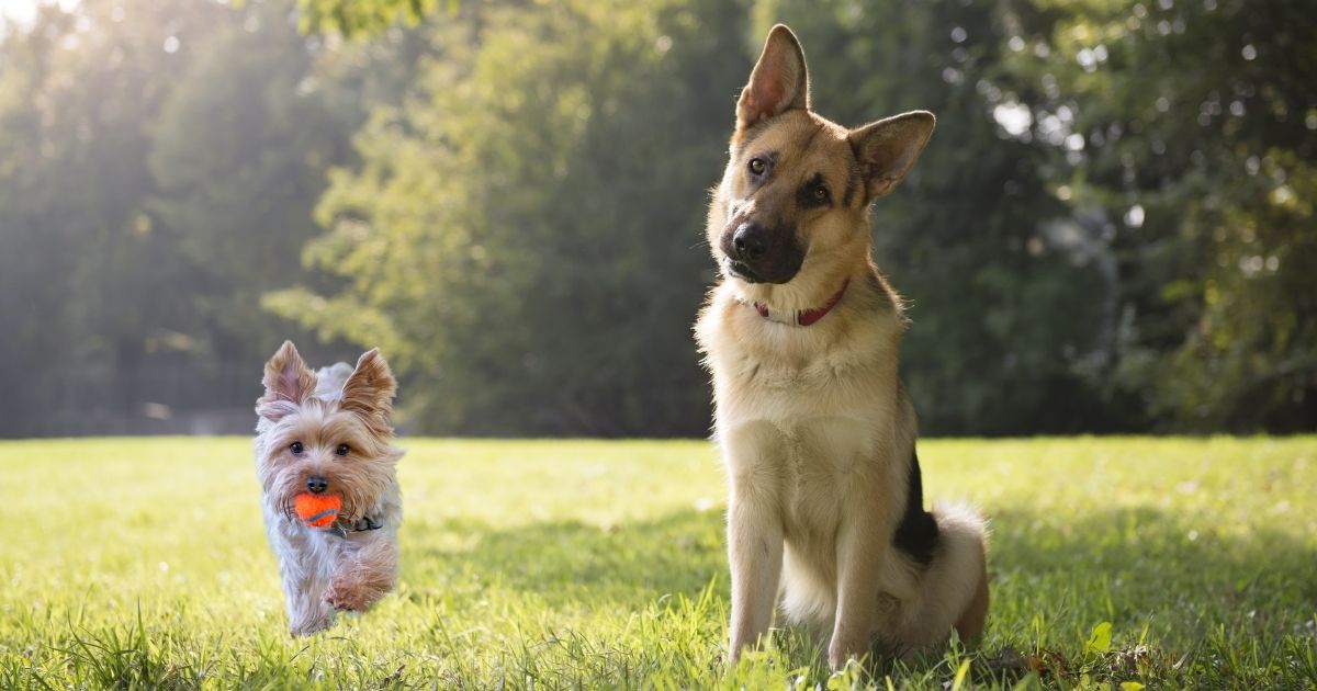 Estos son los parques ideales para llevar a su perro en Bogotá