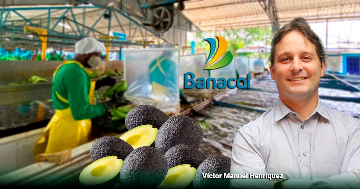 Banacol, la gigante bananera, ahora metida en la producción de aguacate Hass