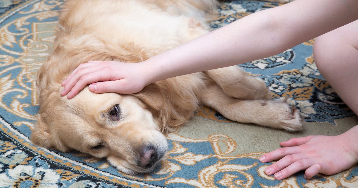 El alimento que está en su cocina y que es un peligro mortal para su perro