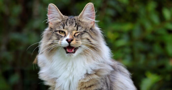 Estas son las razas de gatos más cariñosas, incluso más que un perro - -- Las2orillas - Estas son las razas de gatos más cariñosas, incluso más que un perro