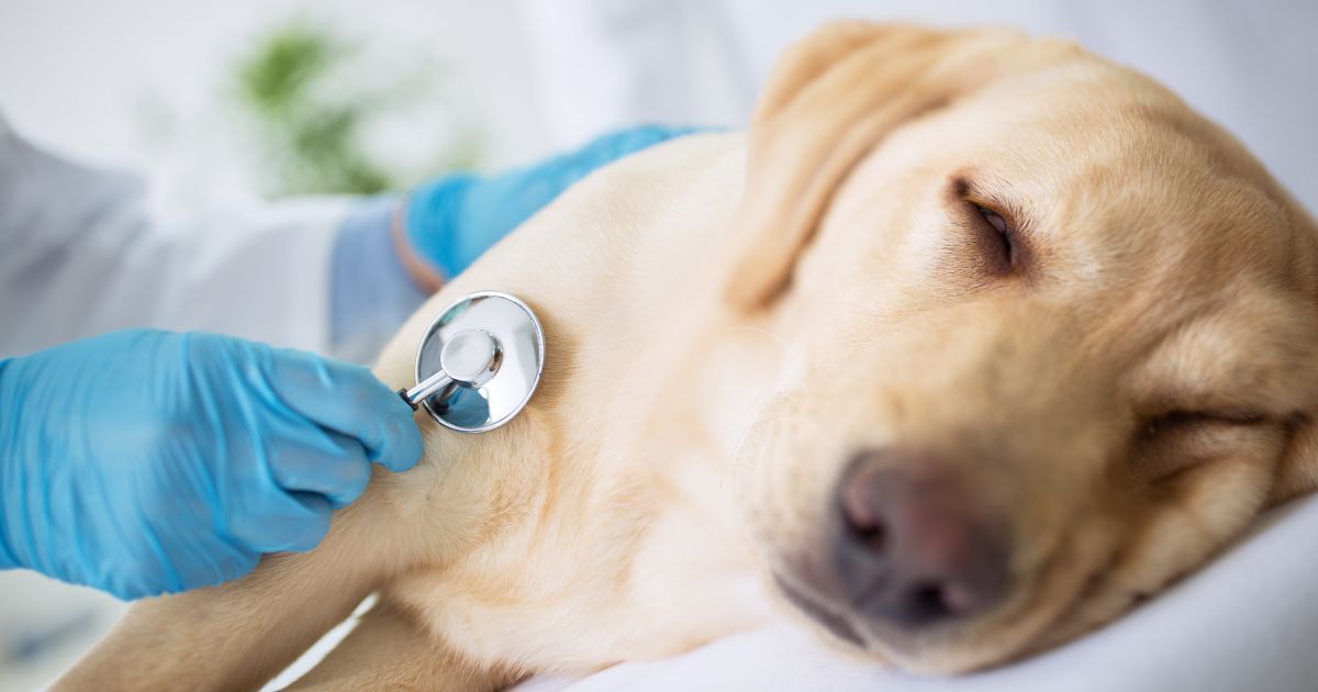 Las razas de perro que son más vulnerables a tener cáncer