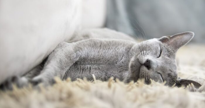 Estas son las razas de gatos más cariñosas, incluso más que un perro - -- Las2orillas Razas de gatos