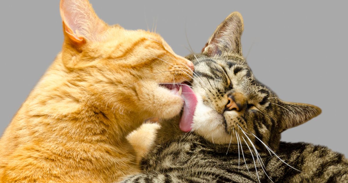 Estas son las razas de gatos más cariñosas, incluso más que un perro