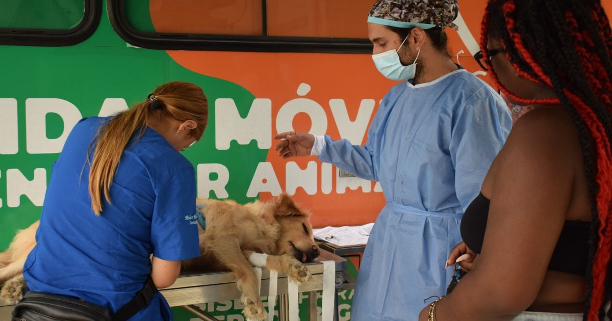 Esta es la única ciudad de Colombia donde los perros y gatos tienen hospital público 