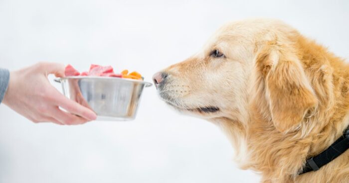 ¿Los perros pueden reconocer cuando sus dueños dicen mentiras? - -- Las2orillas perros