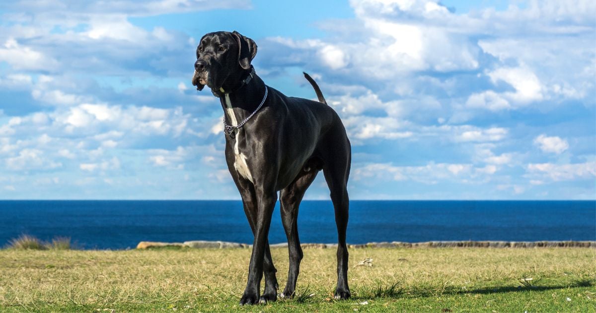Estas son las 5 razas de perros guardianes que protegen a su familia