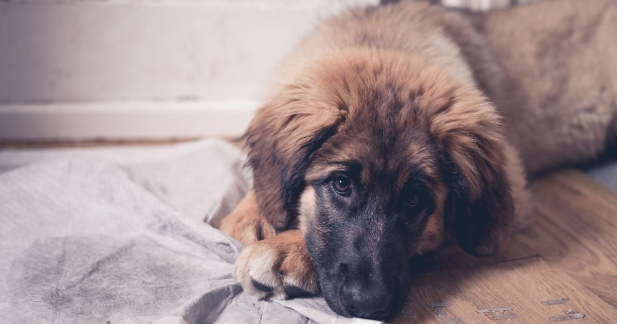 Las 5 razas de perros que se mueren más rápido ¿Por qué?