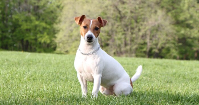 perros que viven más tiempo