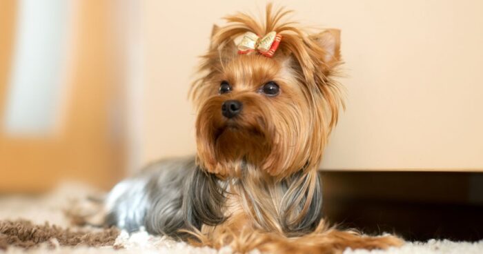 perros que viven más tiempo