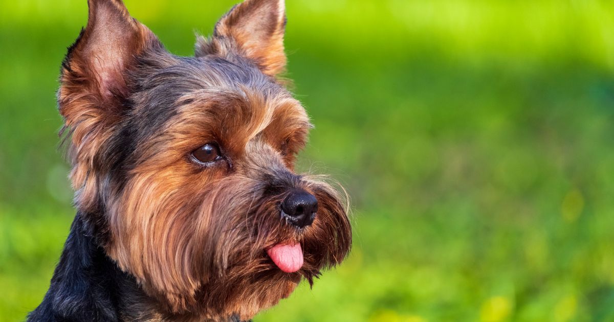 Las 5 razas de perro que tienen una vida más larga