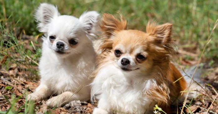 perros que viven más tiempo