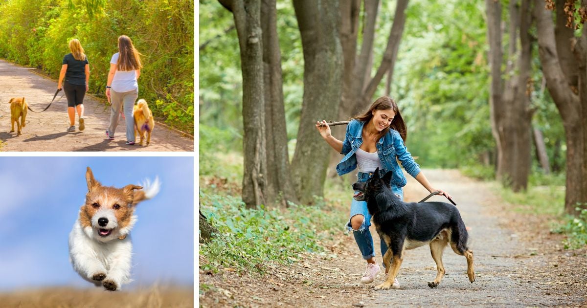 Los mejores planes cerca de Bogotá para compartir con su perro