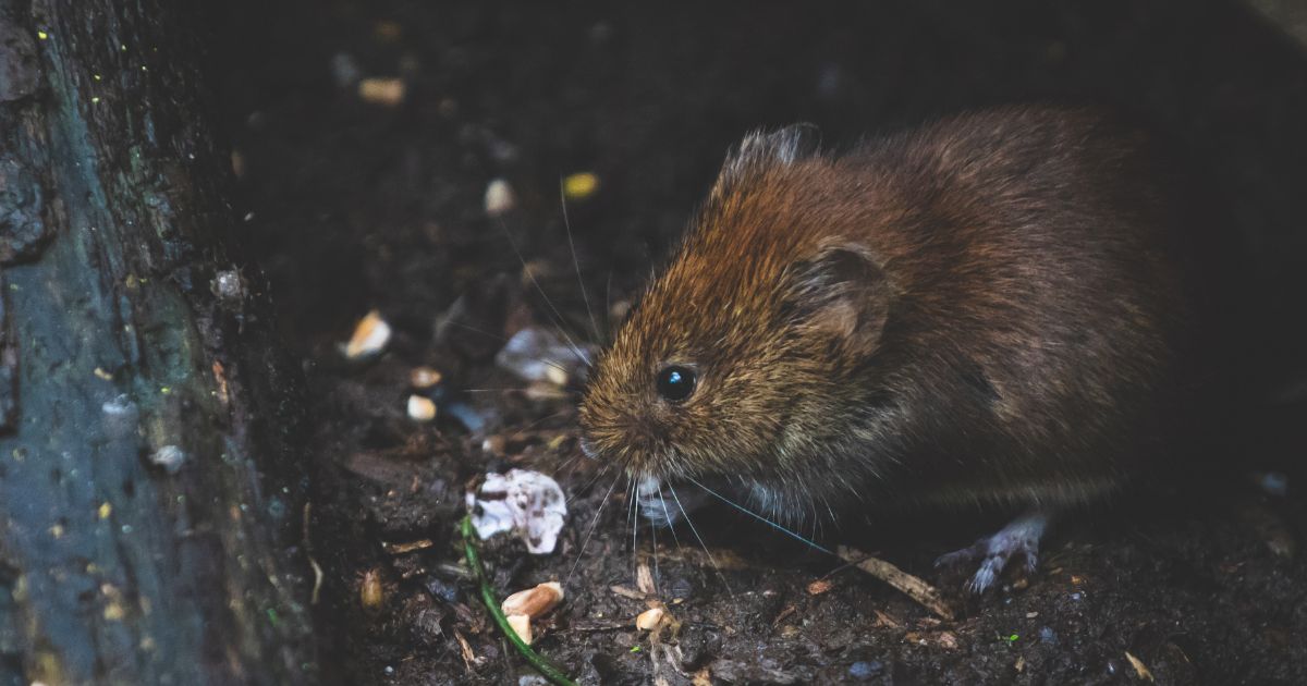 Los siete lugares de Bogotá más infestados de ratas