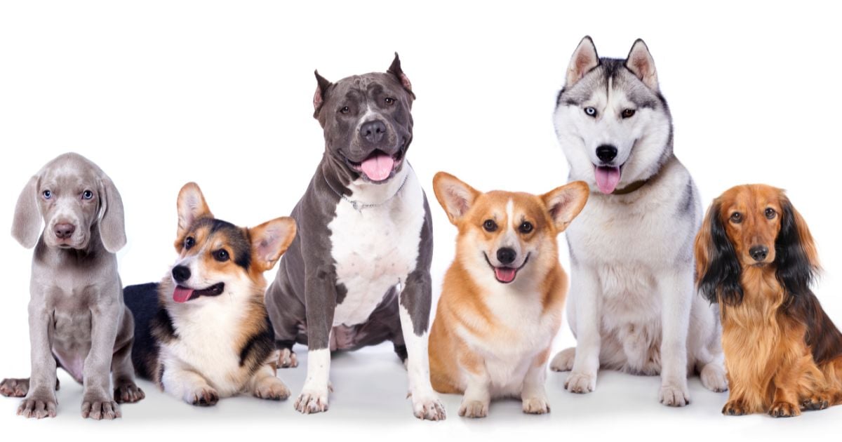 Esta es la raza de perro más inteligente según la ciencia ¿Cuánto vale?
