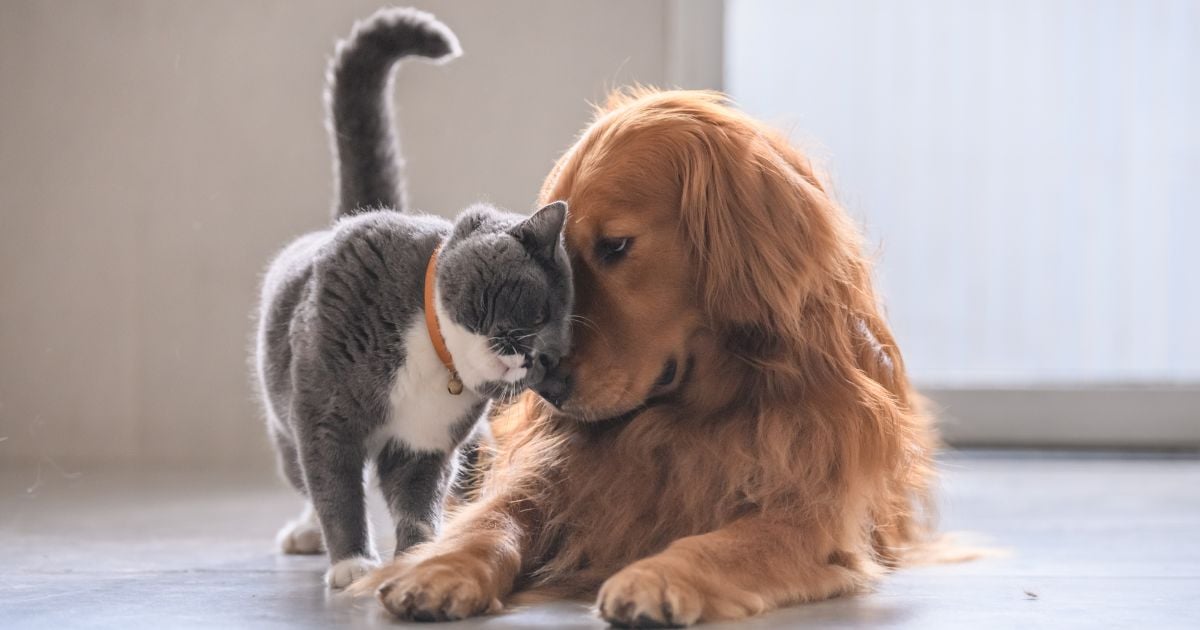 Las 5 razas de perro que mejor se llevan con los gatos