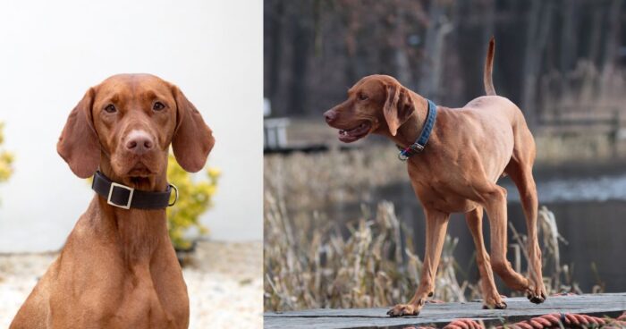 Estas son las razas de perro más juguetonas ideales para quienes hacen ejercicio - -- Las2orillas razas de perro