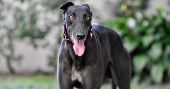 Estas son las razas de perro más juguetonas ideales para quienes hacen ejercicio - -- Las2orillas razas de perro