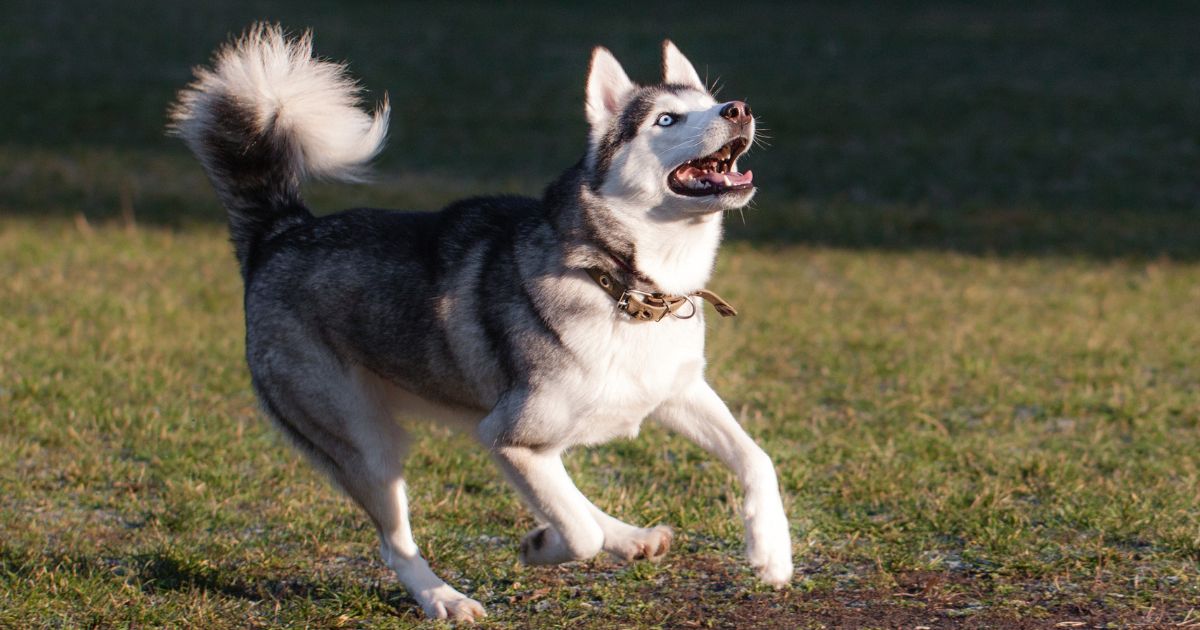 Estas son las razas de perro más juguetonas ideales para quienes hacen ejercicio