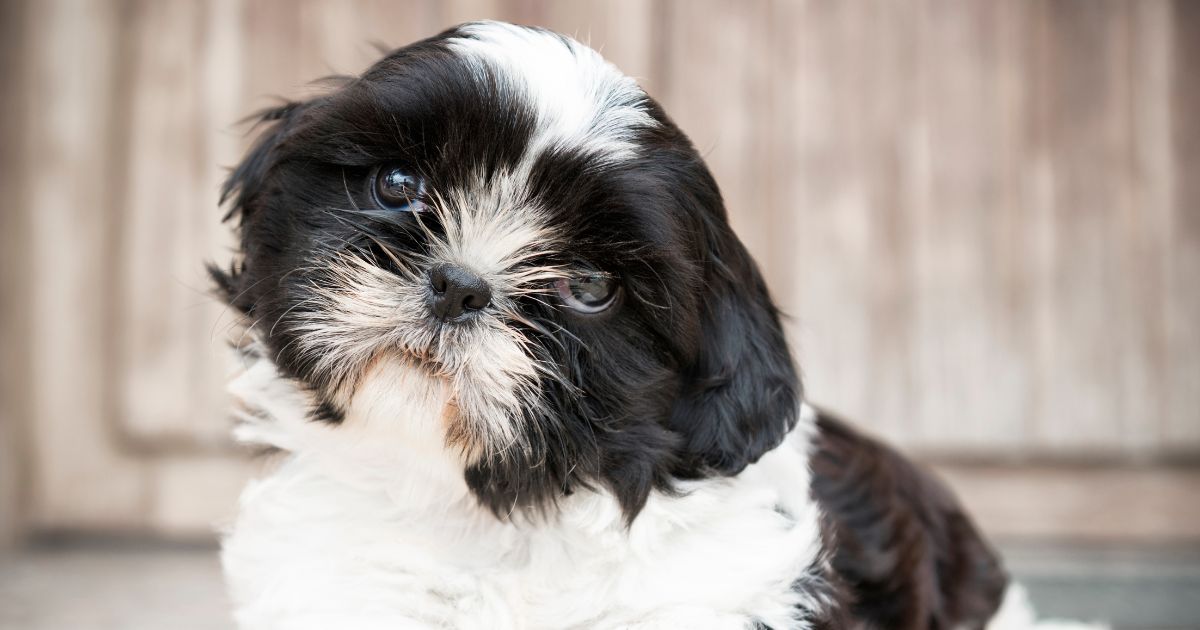 Estas son las cinco razas de perro que no huelen mal ni sueltan pelo