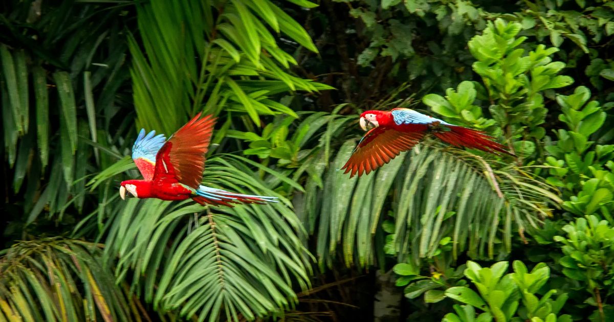 La riqueza mineral del Amazonas: explorando los tesoros ocultos de la selva