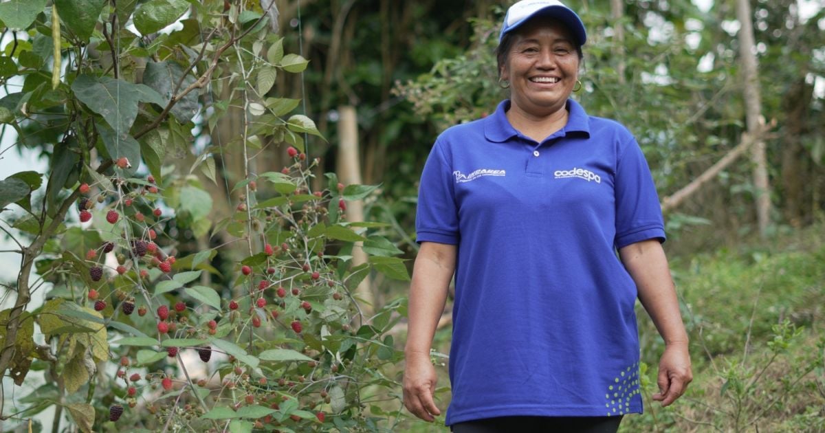 Con apoyo empresarial, comunidad nasa de Miranda (Cauca) comienza comercialización de mora