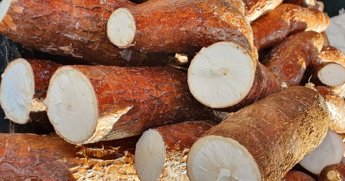 Hablemos de algo importante: ¿de verdad la yuca ya no es lo que era?