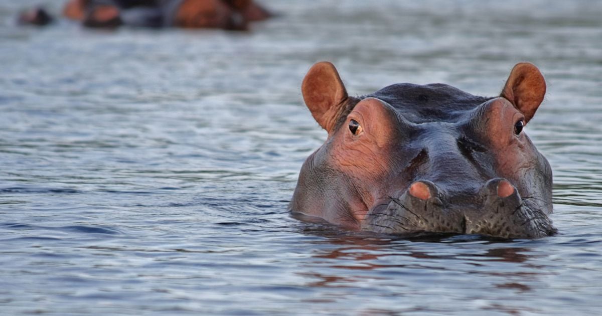 MinAmbiente y su plan para los hipopótamos que trajo a esta tierra Pablo Escobar