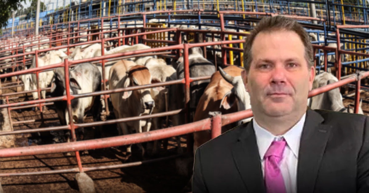 Los de Minerva y los exportadores de ganado están amargados con el regreso de los mataderos municipales