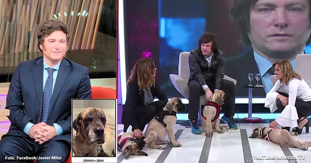 Javier Milei y su enferma locura por sus 4 perros ingleses clonados