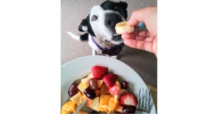 alimentos que no pueden comer los perros