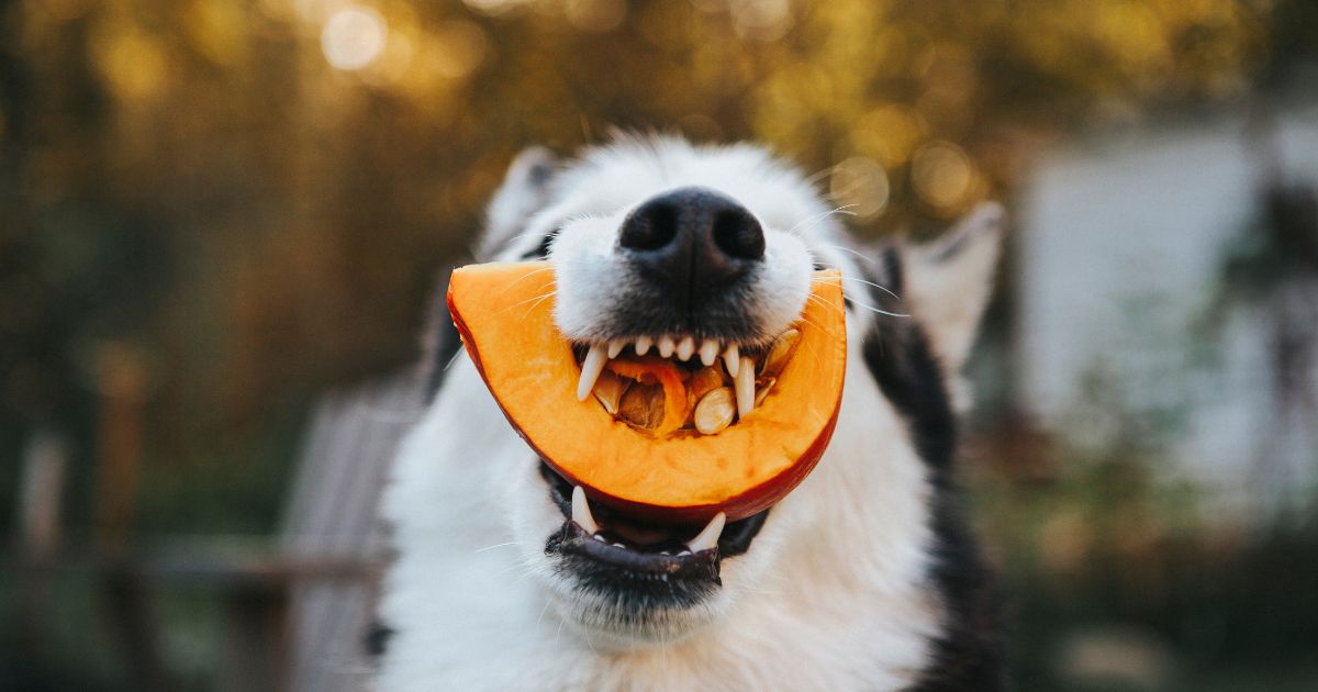 Estas son las frutas y verduras que pueden enfermar a su perro