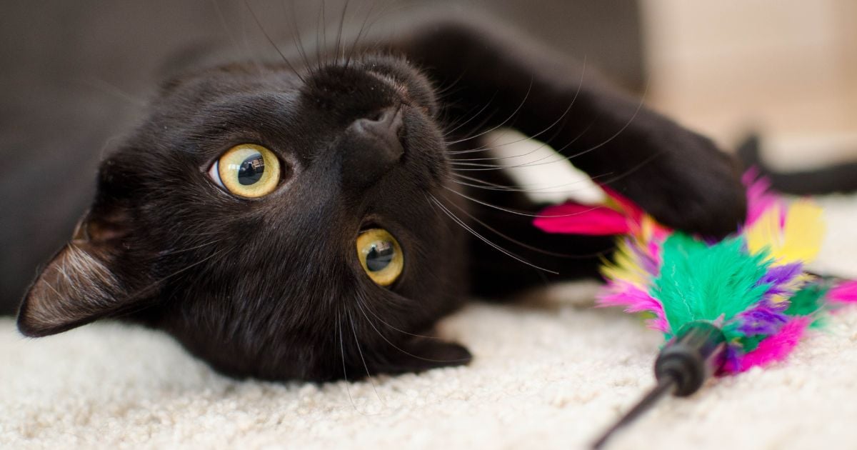 Diez cosas que no debe hacer con su gato 