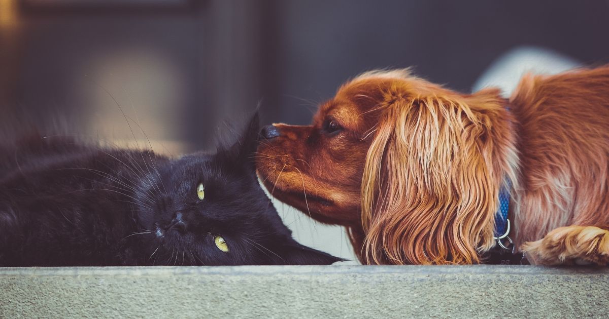 Cinco claves para no gastar tanto dinero cuidando y consintiendo a su mascota