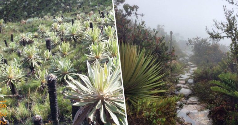 Parque Matarredonda - El páramo cerca de Bogotá que puede conocer por menos de  mil
