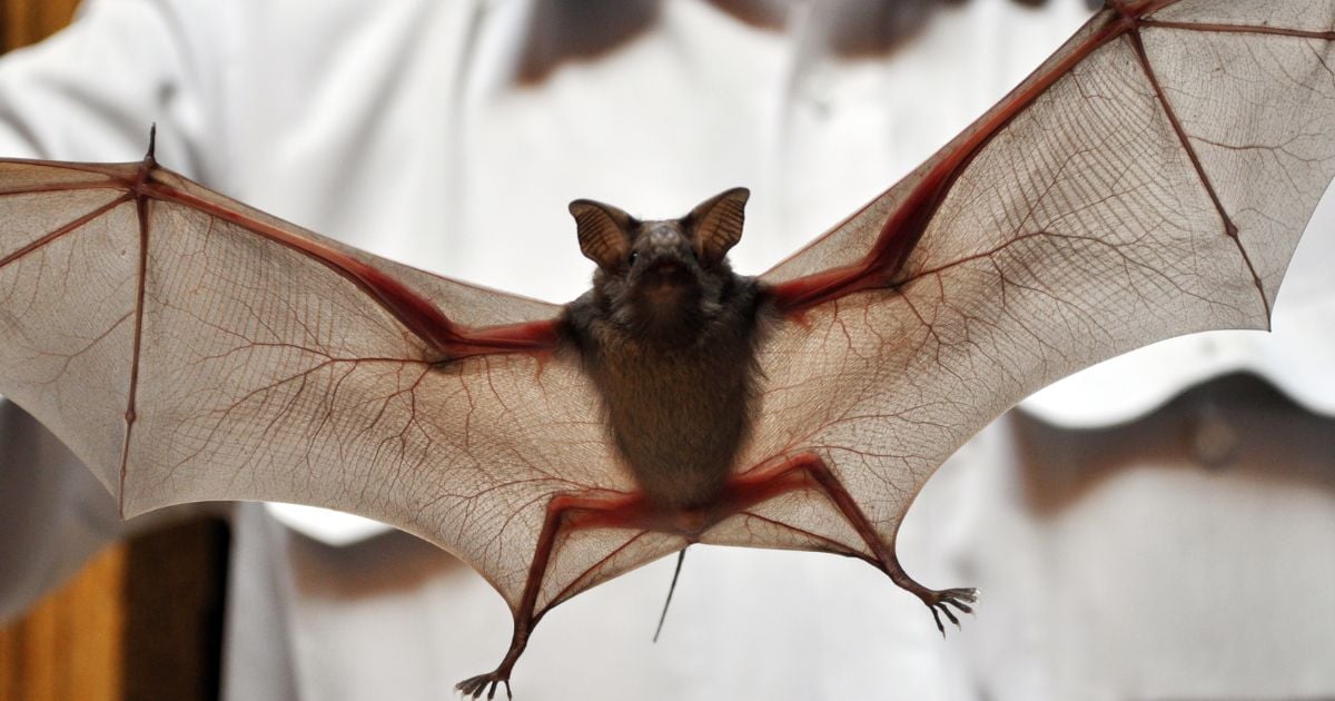 Este es el impresionante tamaño de la nueva especie de murciélago encontrada en Colombia