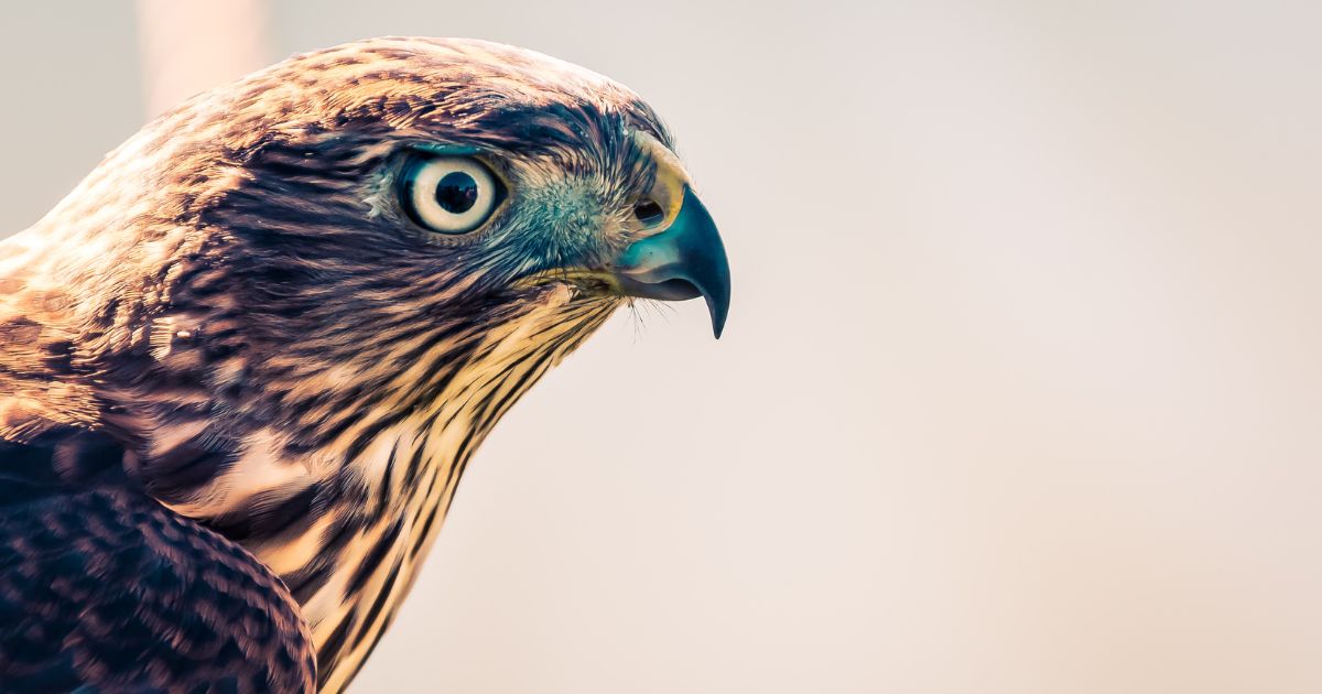 Los halcones que llegaron a mi pueblo para hacer fiesta con la muerte