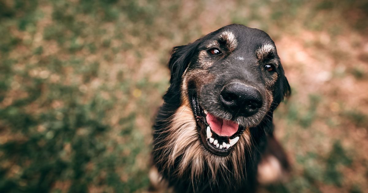 La muerte de Nerón, el perro guardián