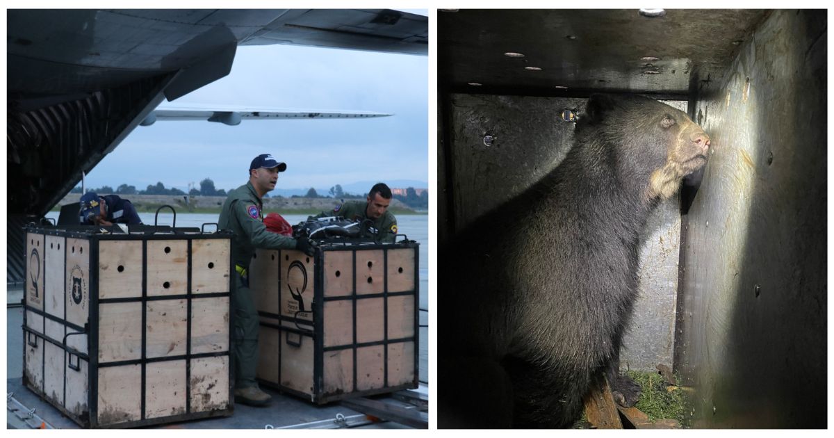 La increíble travesía de una pareja de osos que contó con la ayuda de la Fuerza Aérea colombiana