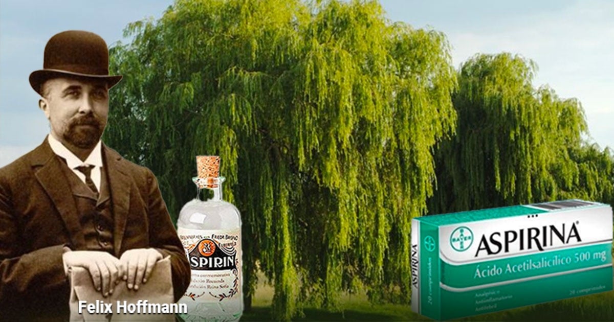 El milagroso árbol del sauce llorón con el que Bayer hace la exitosa Aspirina