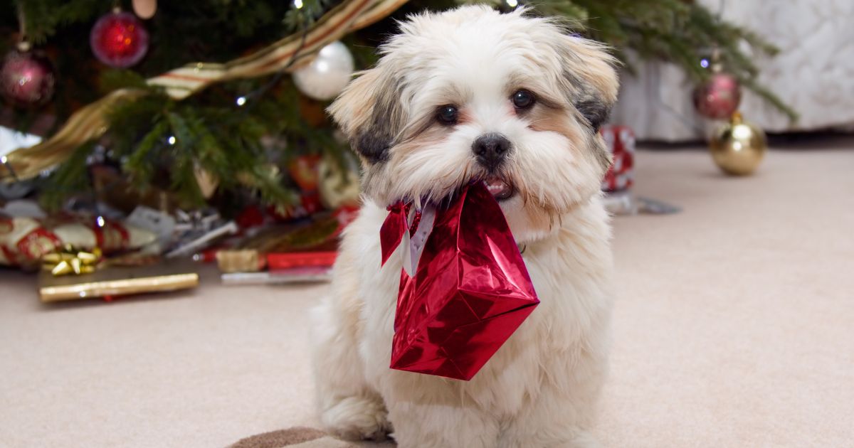 Los adornos navideños peligrosos para sus mascotas que debe evitar