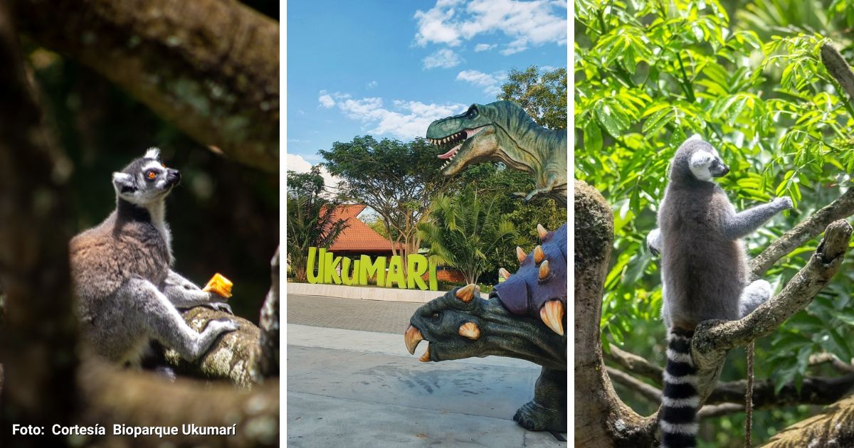 El único parque en Colombia donde puede conocer lémures y otros animales por menos de 50 mil pesos 