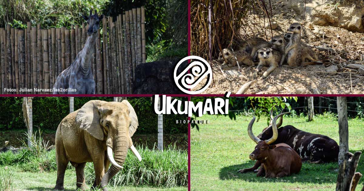 Ukumarí, el parque natural en Pereira que rescata animales salvajes