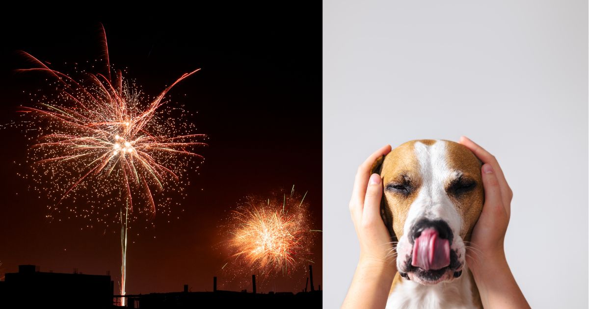 cuidar a su mascota de la pólvora