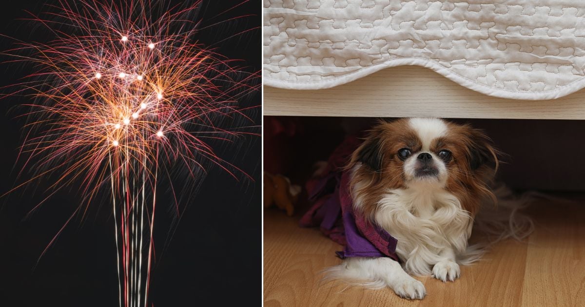 Cuáles son las precauciones y cuidados que debe tener con sus mascotas en la época de pólvora