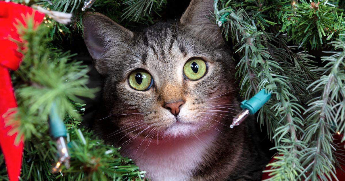 Qué hacer para que su gato no le dañe el árbol de Navidad