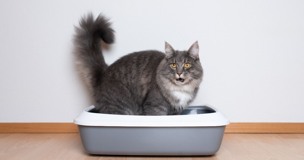 Cómo lograr que su gato no se orine por fuera del arenero